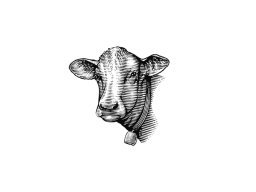 cow 4